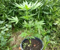 marihuana