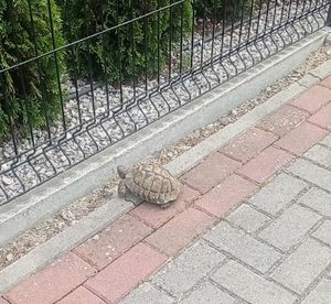 Żółw na chodniku