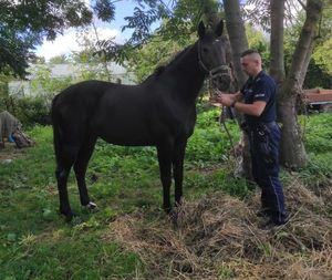policjant trzymający za uprząż konia