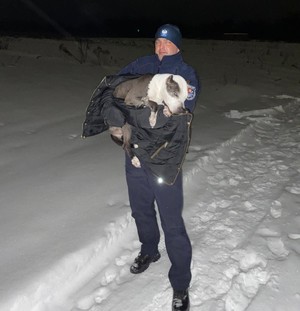policjant trzyma na rękach psa