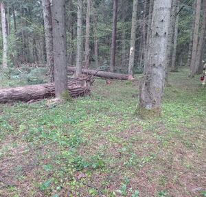 kompleks leśny, miejsce nieszczęśliwego wypadku podczas wycinki drzew