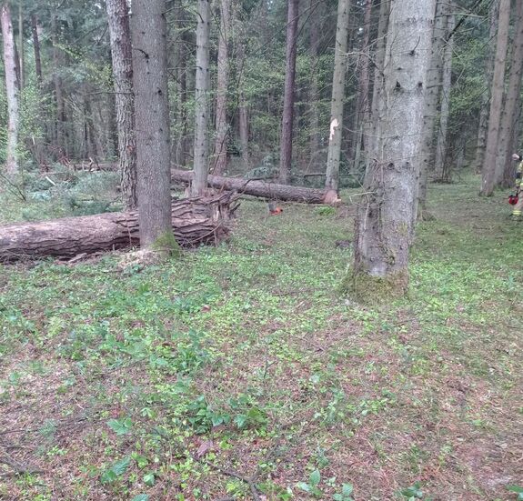 kompleks leśny, miejsce nieszczęśliwego wypadku podczas wycinki drzew