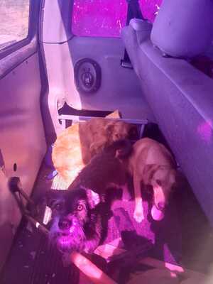 trzy psy w bagażniku samochodu Volkswagen Transporter